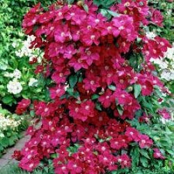 CLEMATİS ROGUE CARDİNAL